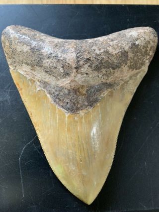 Megalodon Shark Tooth 5.  1 In.  Colorful Indonesian Real Asian Fossil
