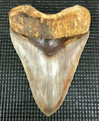 Investment Grade 5.  67 " Indonesian Megalodon Fossil Shark Teeth,  Real Tooth