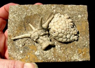 Extinctions - Fabulous Spiny Dorycrinus Crinoid Fossil - Natural Double