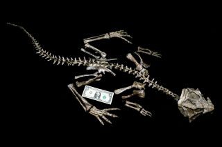 [psit10] Rare Museum Grade Large130cm Psittacosaurus Dinosaur Skeleton Fossil