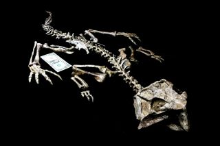 [PSIT10] Rare Museum Grade Large130cm Psittacosaurus Dinosaur Skeleton Fossil 2