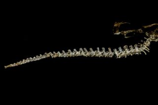 [PSIT10] Rare Museum Grade Large130cm Psittacosaurus Dinosaur Skeleton Fossil 3