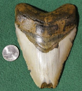 Megalodon Shark Tooth 5.  35 " Extinct Fossil Authentic Not Restored (esb34 - 77)