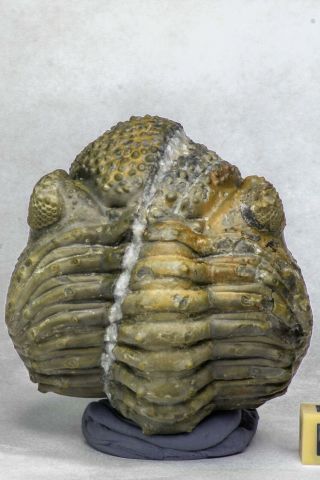 C18 - Top Rolled 2.  59 Inch Drotops Armatus Middle Devonian Trilobite Finest Prep