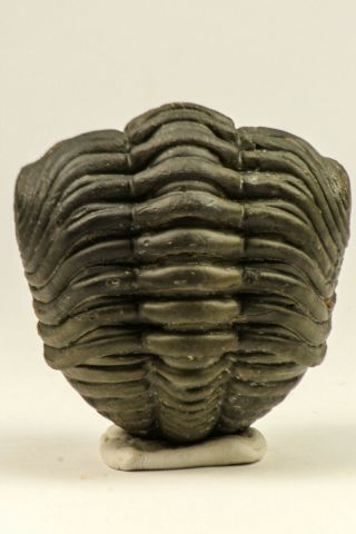 C57 - Top Rolled 2.  04 Inch Drotops armatus Middle Devonian Trilobite Finest Prep 2
