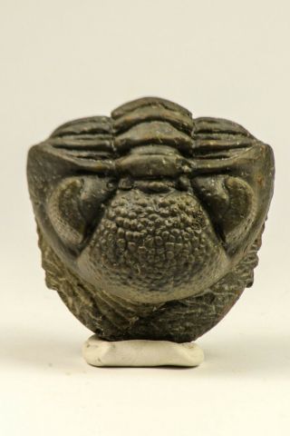 C57 - Top Rolled 2.  04 Inch Drotops armatus Middle Devonian Trilobite Finest Prep 3
