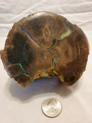 Fire Opal Petrified Wood 4 " X 3 " 594g