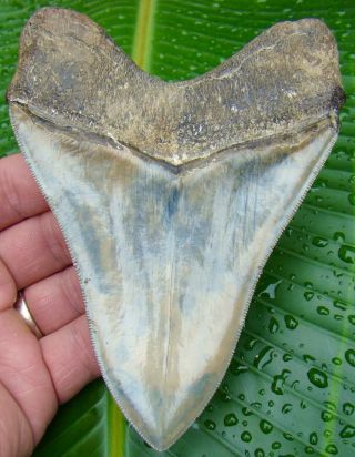 Megalodon Shark Tooth - Over 5 & 3/8 In.  - Killer Quality - Real Fossil