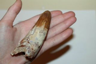 Spinosaurus 3 1/2 " Tooth Dinosaur Fossil Before T Rex Cretaceous Snt74