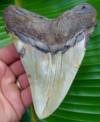 STUNNING - MEGALODON SHARK TOOTH - 5 & 3/8 in.  REAL FOSSIL - NO RESTORATIONS 2