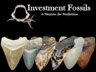 STUNNING - MEGALODON SHARK TOOTH - 5 & 3/8 in.  REAL FOSSIL - NO RESTORATIONS 3