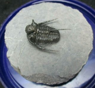 Incredible Spiny Devonian Cyphaspis Trilobite Fossil w Standing Spines 3