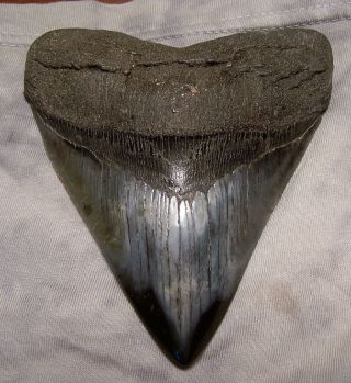 Megalodon Shark Tooth Shark Teeth Fossil Stunning Color 4 5/8 " Big Polished Jaw