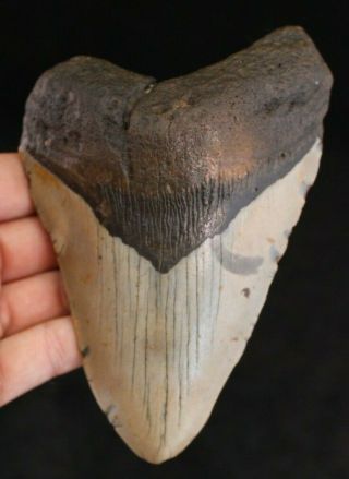 Megalodon Shark Tooth 5.  29 " Extinct Fossil Authentic Not Restored (cg8 - 77)