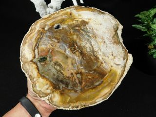 Colors On This Huge Polished Petrified Wood Roller Fossil 4727gr