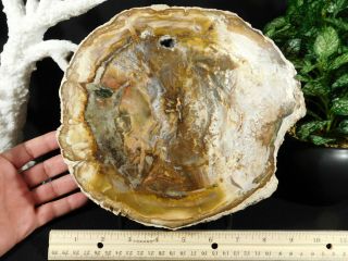 Colors On This HUGE Polished Petrified Wood ROLLER Fossil 4727gr 3