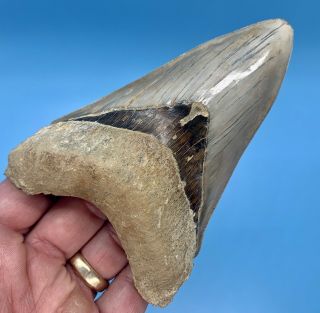 5.  16” Indonesian Megalodon Shark Tooth - - No Restoration