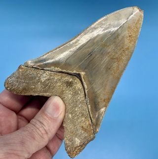 5.  16” Indonesian Megalodon Shark Tooth - - No Restoration 2