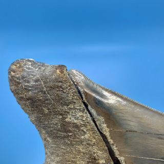 5.  16” Indonesian Megalodon Shark Tooth - - No Restoration 3