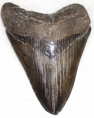 Serrated 4 5/16 " Fossil Megalodon Shark Tooth