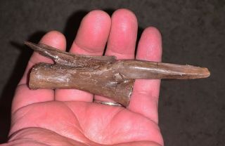 Museum Cretaceous High Value Ornithomimus Distal Tail Vertebra Dinosaur Fossil