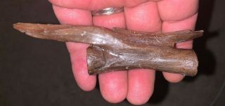 Museum Cretaceous High Value Ornithomimus Distal Tail Vertebra Dinosaur Fossil 2