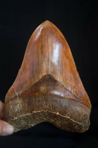 Megalodon Shark Tooth 5,  82  X 4,  22  Lower Anterior Indo No Resto Rare Colour