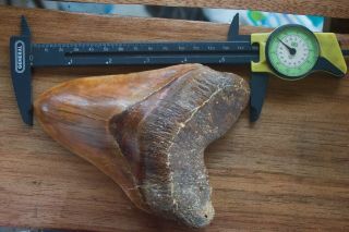 Megalodon Shark Tooth 5,  82  x 4,  22  Lower Anterior Indo NO RESTO RARE COLOUR 2