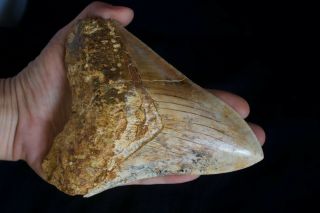 Megalodon Fossil Shark Tooth 5,  8  x 4,  4 