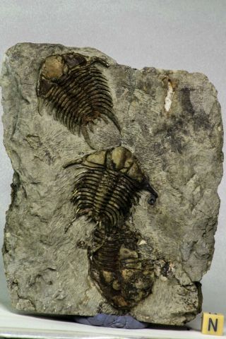 C21 - Top Rare 2 Foulonia Sp,  Asaphid Lower Ordovician Trilobites Row Alignment