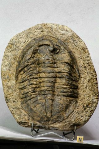 C92 - Great Huge 6.  29  Unidentified Asaphid Ordovician Trilobite Taouz Outcrops