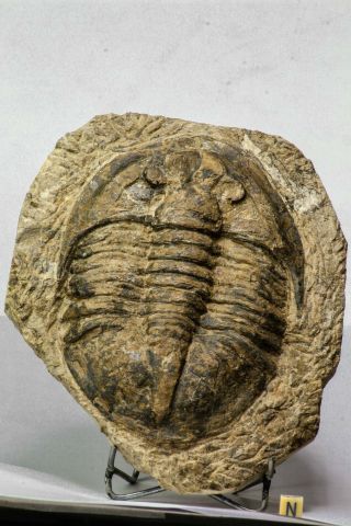 C91 - Great Huge 6.  06  Unidentified Asaphid Ordovician Trilobite Taouz Outcrops