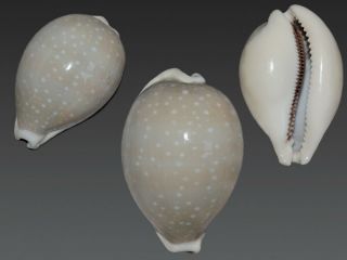 Seashell Cypraea Camelopardalis Sharmiensis Very Globular Shell Giant 82.  5 Mm