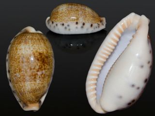 Seashell Cypraea Caurica Quinquefasciata Huuuuuuge 62.  03 Mm