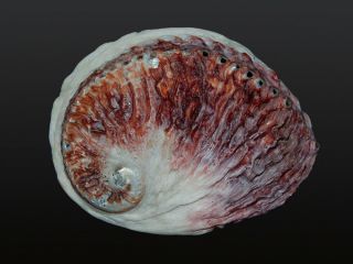Seashell Haliotis Midae Red Magnificent Sea Beauty 147.  2 Mm