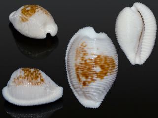 Seashell Cypraea Gorda Cineracea Gorgeous My Favorite Species 22.  9 Mm