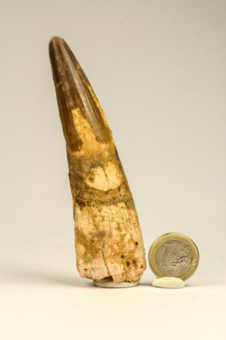 C29 - Huge Rooted 4.  52 Inch Spinosaurus Dinosaur Tooth Cretaceous Kemkem Beds