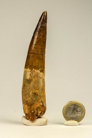C31 - Sharp Huge Rooted 4.  41 Inch Spinosaurus Dinosaur Tooth Cretaceous Kemkem