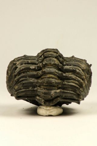 C27 - Rolled 2.  58 Inch Drotops armatus Middle Devonian Trilobite Finest Prep 3