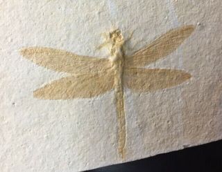 Rare Fossil Dragonfly Stenophlebia Jurassic Solnhofen Germany