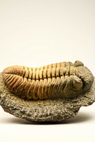 C11 - Top Huge 4.  75 Inch Drotops Megalomanicus Middle Devonian Trilobite