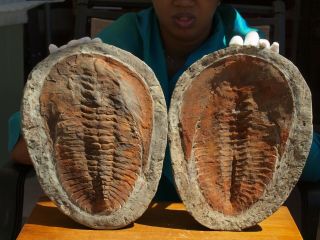 Huge 12.  0 " Inch Trilobite Fossil Pair Andalusiana 500 Million Years Old