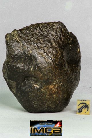 15 - Great Almost Complete Nwa Unclassified Chondrite Meteorite 291.  4g Oriented