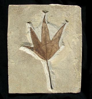 Extinctions - Very Detailed Macginitia Sycamore Leaf Fossil - Display