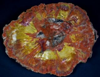 17 Inch Fossil Petrified Wood Red Rainbow Round Arizona