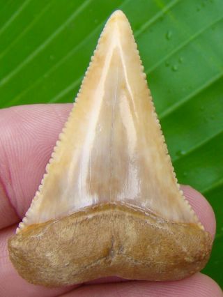 Great White Shark Tooth - 2 & 1/16 In.  Chilean - Chile - Real Fossil