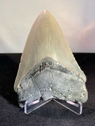 Megalodon Fossil Shark Tooth 5  Huge Upper - Anterior,  Heavy,