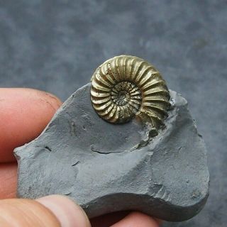 Pleuroceras Ammonite Pyrite Germany Fossil Fossilien Mollusk Golden