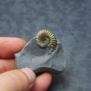 Pleuroceras AMMONITE Pyrite Germany Fossil fossilien Mollusk Golden 2