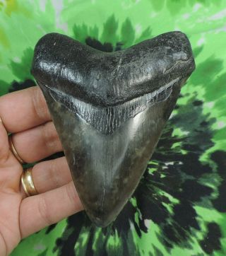 Megalodon Sharks Tooth 4 1/8  Inch No Restorations Fossil Sharks Teeth Tooth